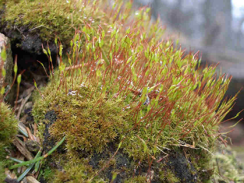 ceratodon-purpureus-fire-moss-dicranum-purpureum
