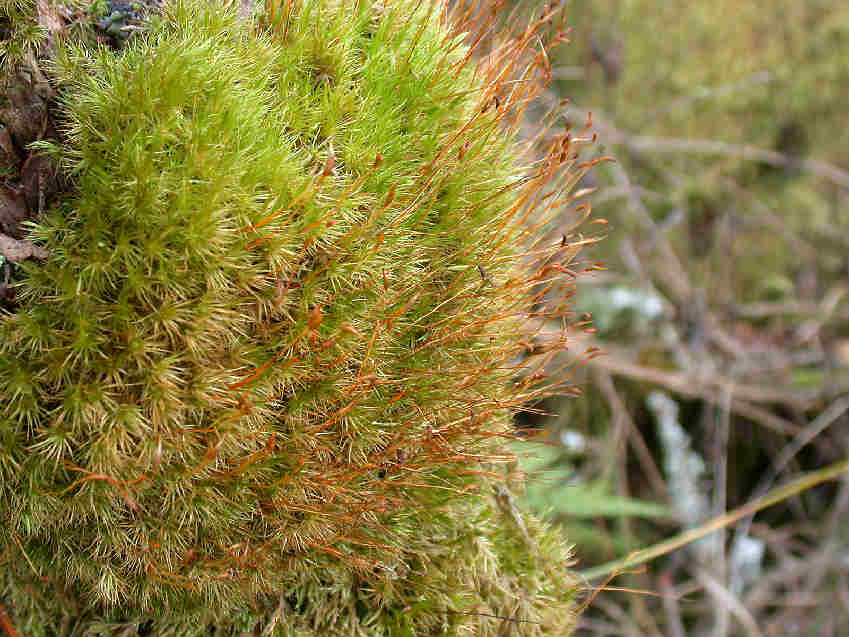 Dicranum Scoparium Broom Moss 