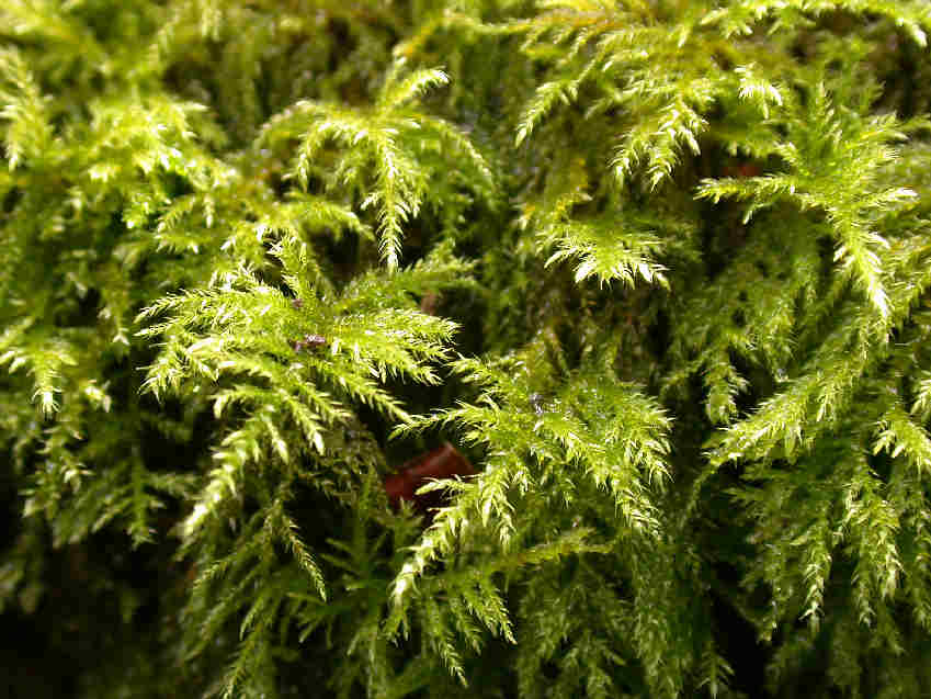 Kindbergia Praelonga